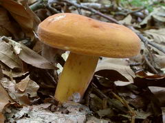 ../thumbnails/lactarius-volemus-003.JPG