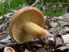 ../thumbnails/lactarius-volemus-004.JPG