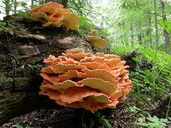 ../thumbnails/laetiporus-sulphureus-003.JPG