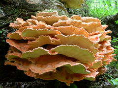 ../thumbnails/laetiporus-sulphureus-004.JPG