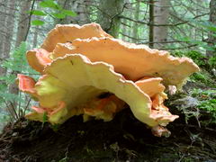 ../thumbnails/laetiporus-sulphureus-006.JPG