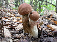 ../thumbnails/leccinum-quercinum-002.JPG