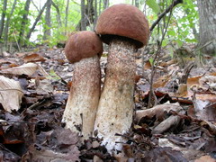 ../thumbnails/leccinum-quercinum-003.JPG