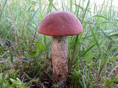 ../thumbnails/leccinum-quercinum-004.JPG