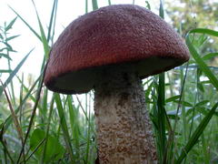 ../thumbnails/leccinum-quercinum-005.JPG