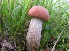 ../thumbnails/leccinum-quercinum-006.JPG