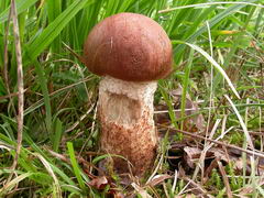 ../thumbnails/leccinum-quercinum-007.JPG