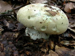 leucopaxillus-compactus-001.JPG