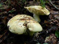 leucopaxillus-compactus-007.JPG