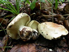 leucopaxillus-compactus-009.JPG
