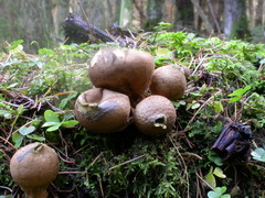 lycoperdon-pyriforme-003.JPG