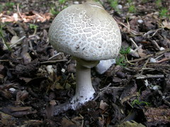 macrolepiota-mastoidea-001.JPG