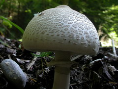 macrolepiota-mastoidea-002.JPG