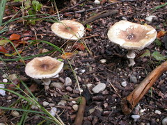 macrolepiota-mastoidea-004.JPG