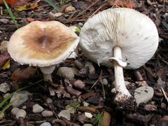 macrolepiota-mastoidea-005.JPG