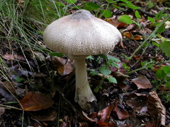 macrolepiota-mastoidea-006.JPG