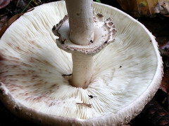 macrolepiota-mastoidea-007.JPG