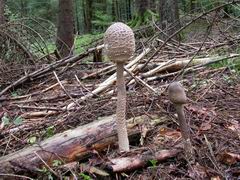 macrolepiota-procera-005.JPG