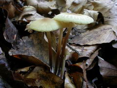 ../thumbnails/marasmius-torquescens-001.JPG