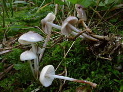 ../thumbnails/marasmius-wynnei-003.JPG
