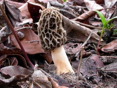 morchella-esculenta-005.JPG