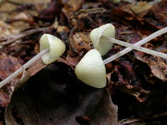 ../thumbnails/mycena-amicta-002.JPG