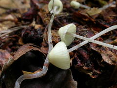 ../thumbnails/mycena-amicta-003.JPG
