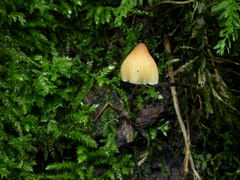 ../thumbnails/mycena-leptophylla-001.JPG