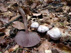 mycena-pelianthina-002.JPG
