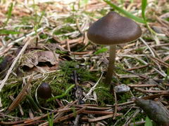 ../thumbnails/mycena-plumipes-001.JPG