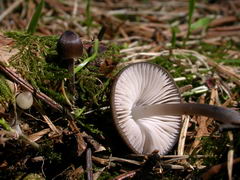 ../thumbnails/mycena-plumipes-002.JPG