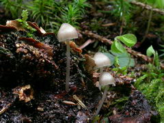 ../thumbnails/mycena-plumipes-003.JPG