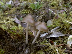 ../thumbnails/mycena-plumipes-004.JPG