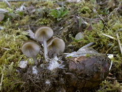 ../thumbnails/mycena-plumipes-005.JPG