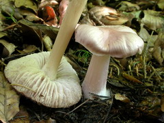 mycena-pura-006.JPG
