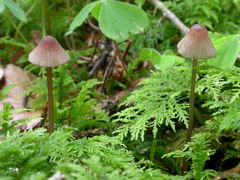 ../thumbnails/mycena-sanguinolenta-003.JPG