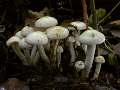 pholiota-gummosa-001.JPG