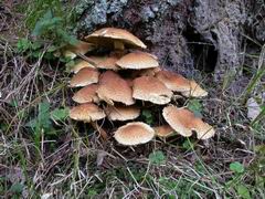 pholiota-squarrosa-002.JPG