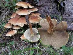 pholiota-squarrosa-003.JPG
