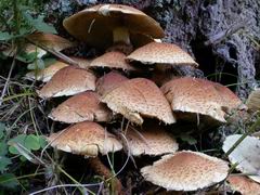 pholiota-squarrosa-004.JPG