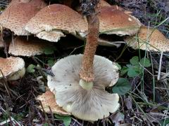 pholiota-squarrosa-006.JPG