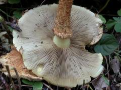 pholiota-squarrosa-007.JPG