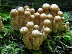 pholiota-squarrosa-008.JPG