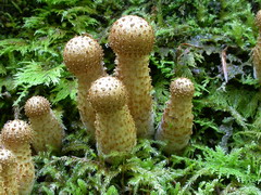 pholiota-squarrosa-009.JPG