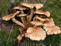 pholiota-squarrosa-011.JPG
