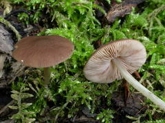 ../thumbnails/pluteus-phlebophorus-001.JPG