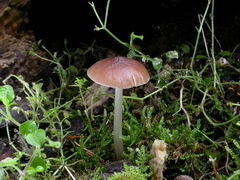 ../thumbnails/pluteus-phlebophorus-002.JPG