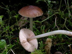 ../thumbnails/pluteus-phlebophorus-003.JPG