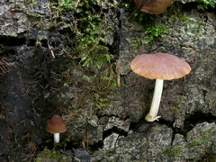 ../thumbnails/pluteus-phlebophorus-004.JPG