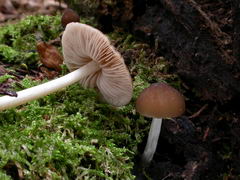 ../thumbnails/pluteus-phlebophorus-005.JPG